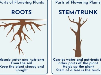 Science Flashcards - Year 3 - Plants
