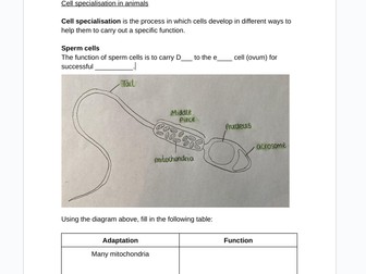 Specialisation of animal cells