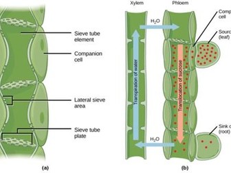 AS Level Biology - Transport Mechanisms (Plants)