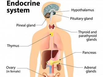 Human endocrine system
