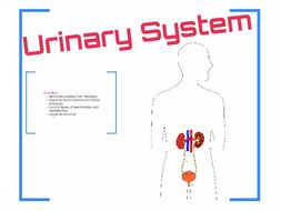 Urinary System Prezi