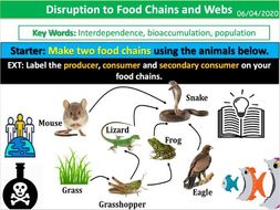 disruption food chains webs