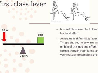 Lever systems in the body