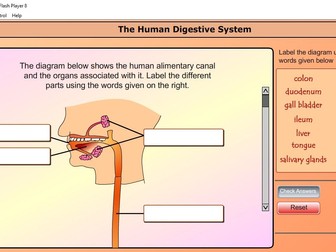Human Digestive System for Combined Science