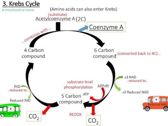 2027 Essay Preparation for A Level Biology AQA