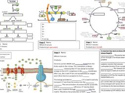 A level Biology Aerobic respiration summary sheet and answers (OCR A ...