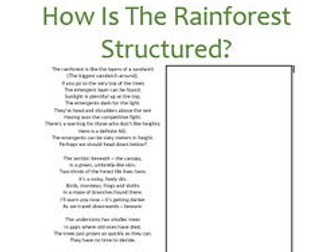 Rainforest Structure