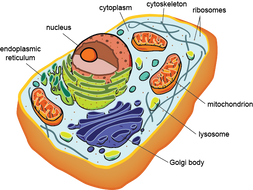 AQA A-Level Biology (New Spec.) - Cell Structure | Teaching Resources