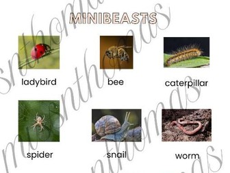 Minibeasts word mat with real pictures