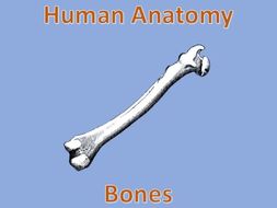 Human Anatomy Quiz: Bones