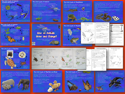 Animal Lifecycles PowerPoint and Student Interactive Notebook Lesson