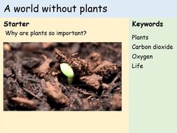 an essay on imagine a world without plants