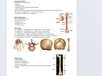 Skeletal system