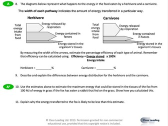 Food chains and energy transfer - questions