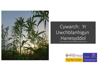 Cywarch: Yr Uwchblanhigyn Hanesyddol