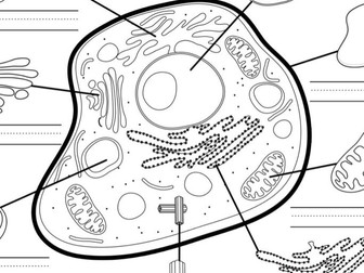 ALevel Cells Organelle & Functions Worksheet