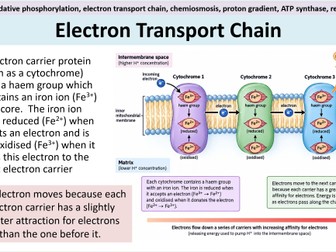 Aerobic Respiration Bundle