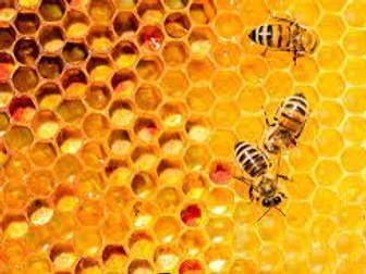Explanation Text - How Bees Make Honey
