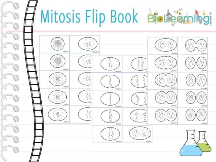 animal cell mitosis flip book