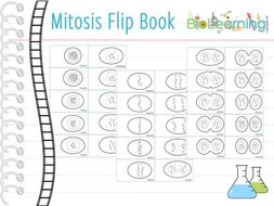 Mitosis - Flip Book (ks4 5) 