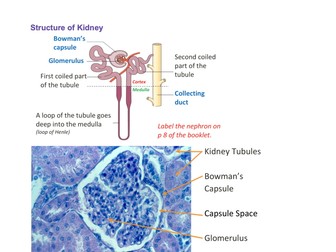 IGCSE Biology + Chemistry notes