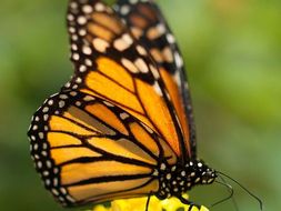 Ecology: Monarch butterflies (1), Mexico City pollution (2)- thematic units for SP Intermediate 1