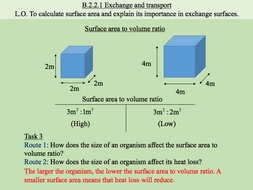 Exchange and Transport / Surface Area / Exchange Surfaces / Surface ...