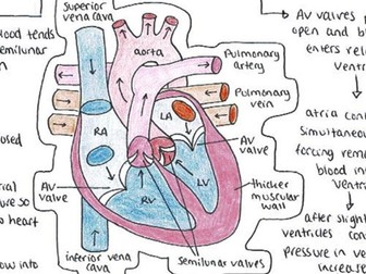 A Level Biology Heart, CVD, Clotting Cascade, Atherosclerosis Knowledge Organiser