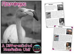 Differentiated Nonfiction Unit: Flamingos