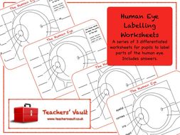 Human Eye Labelling Worksheets | Teaching Resources