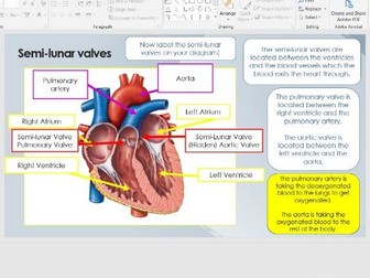 OCR GCSE PE - Cardiovascular system