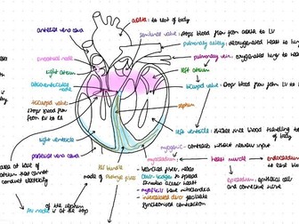 Module 3 OCR AS level biology: Transport in Animals