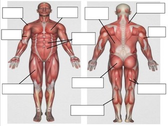 OCR GCSE PE (1-9) 1.2 Structure & Function of the Muscular System (Applied Anatomy & Physiology)