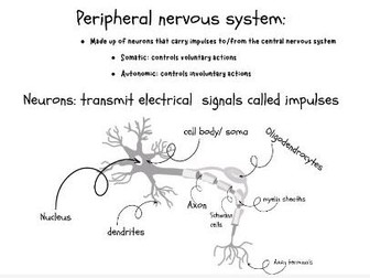 Nervous system and brain anatomy gcse