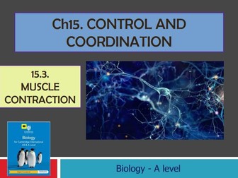 Muscle Contraction - chap15 A level Biology CIE