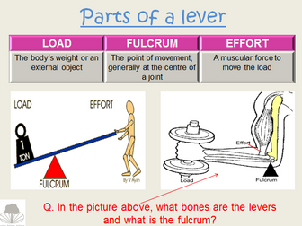 OCR GCSE PE Movement Analysis - Levers and Planes