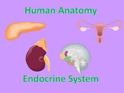 Human Anatomy Quiz: Endocrine System | Teaching Resources