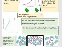 Rate of Enzyme Activity Graphs Worksheet AQA GCSE Biology | Teaching