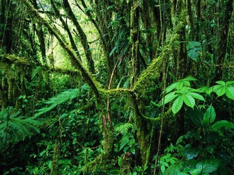 Ecosystems- Rainforests