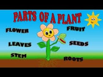 Parts of plants