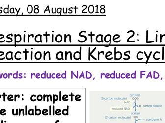 AQA A level Biology - Link reaction and Krebs cycle