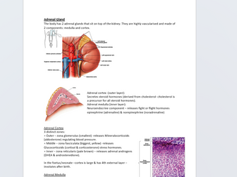 Endocrine system