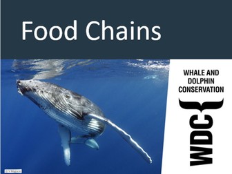 Whale and Dolphin food chains and webs resource pack - Free