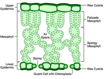 Paper 3 AS Biology - CIE Complete Exam Guide