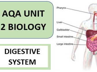 DIGESTIVE SYSTEM - AQA GCSE BIOLOGY