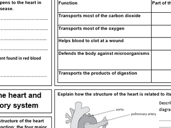 Blood, circulatory system, and the heart revision sheet