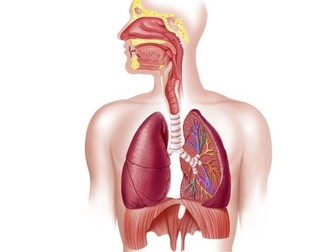 AQA GCSE PE Respiratory System Lesson Bundle