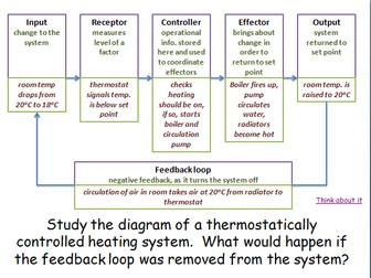 A-Level Biology - Negative feedback