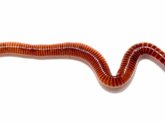 Science worm investigation senses Y1 and 2