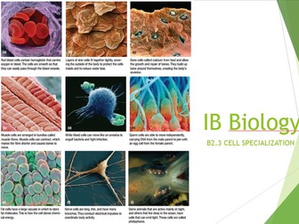 IB Biology 2025 syllabus Topic B2.3